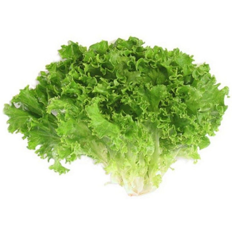 Lollo Rosso Green (300grams)
