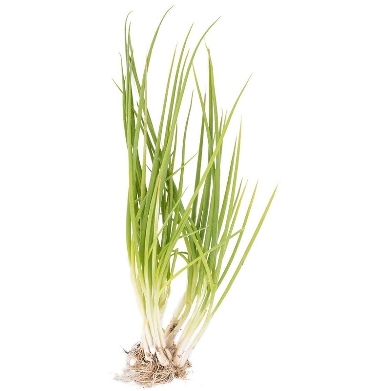 Onion Spring (100grams)