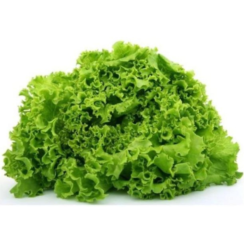 Lettuce Green Ice (300grams)